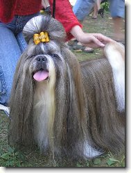 icu, Shih-Tzu
