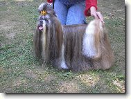 icu, Shih-Tzu