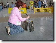icu, Shih-Tzu