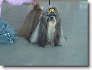 icu, Shih-Tzu