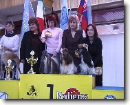 icu, Shih-Tzu