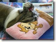 icu, Shih-Tzu