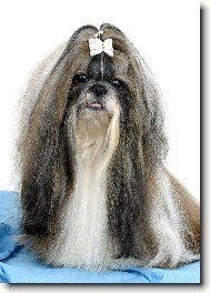 icu, Shih-Tzu