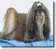 icu, Shih-Tzu