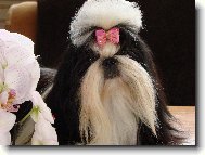 icu, Shih-Tzu
