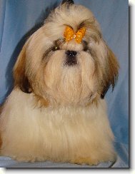 icu, Shih-Tzu