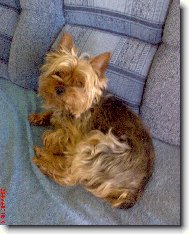 Jorkšírský terier, Yorkshire Terrier,