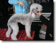 Bedlington Terrier