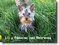 Jorkšírský terier, Yorkshire Terrier,