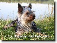 Jorkšírský terier, Yorkshire Terrier,