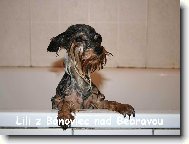 Jorkšírský terier, Yorkshire Terrier,