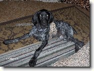Deutscher Kurzhaariger Vorstehhund