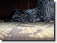 Deutscher Kurzhaariger Vorstehhund