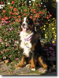 Berner Sennenhund