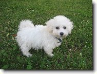 Bichon á poil frisé, Bichon Frise