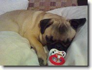 Pug