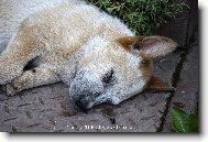 Australian Cattledog