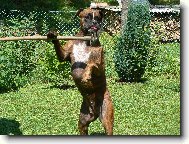 Deutscher Boxer