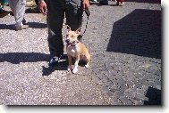 American Staffordshire Terrier