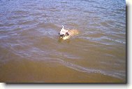 American Staffordshire Terrier