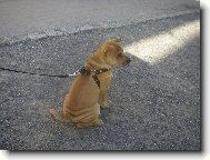 Shar-Pei