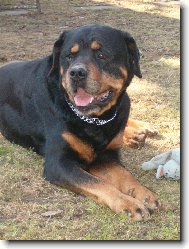 Rottweiler