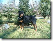 Rottweiler