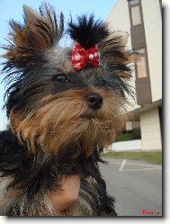 Jorkšírský terier, Yorkshire Terrier,