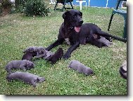 Deutsche Dogge