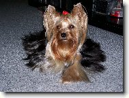 Jorkšírský terier, Yorkshire Terrier,
