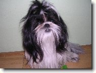 icu, Shih-Tzu
