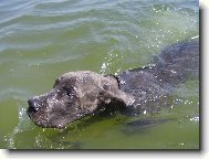 Deutsche Dogge