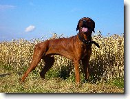 Rhodesian Ridgeback