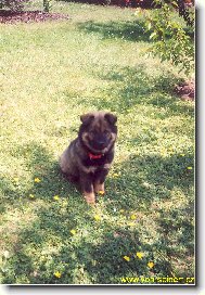 Eurasier