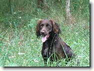 Deutscher Wachtelhund, German Spaniel