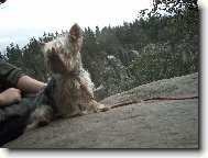 Jorkšírský terier, Yorkshire Terrier,