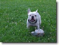 Bouledogue francais, French Bulldog