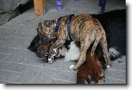 American Staffordshire Terrier