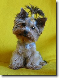 Jorkšírský terier, Yorkshire Terrier,