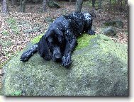 Deutscher Kurzhaariger Vorstehhund
