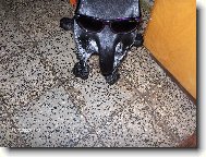 Deutscher Kurzhaariger Vorstehhund