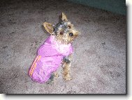 Jorkšírský terier, Yorkshire Terrier,