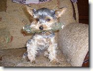 Jorkšírský terier, Yorkshire Terrier,