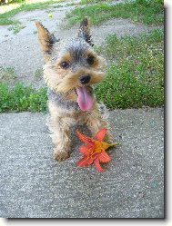 Jorkšírský terier, Yorkshire Terrier,