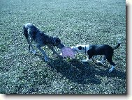 Deutsche Dogge
