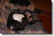 Bouledogue francais, French Bulldog
