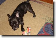 Bouledogue francais, French Bulldog