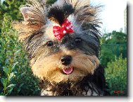 Jorkšírský terier, Yorkshire Terrier,