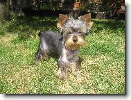 Jorkšírský terier, Yorkshire Terrier,