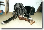 Deutsche Dogge